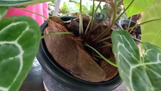 Anthurium Crystallinum Miniature Care And Propagation.All About Foliage Anthurium.