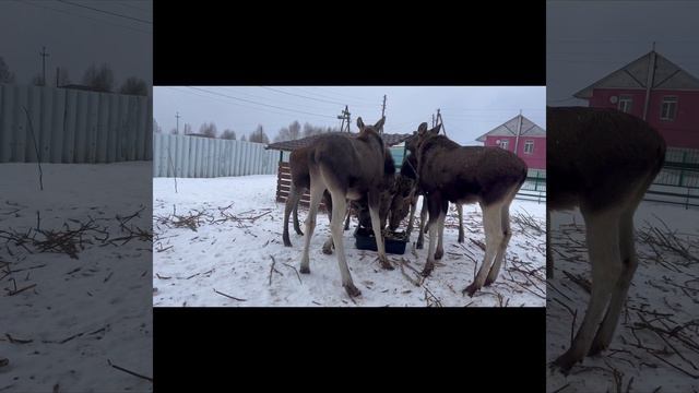 День с лосятами смотреть онлайн