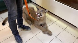 Как Кира и Месси терпят уколы. Поход к Айболиту