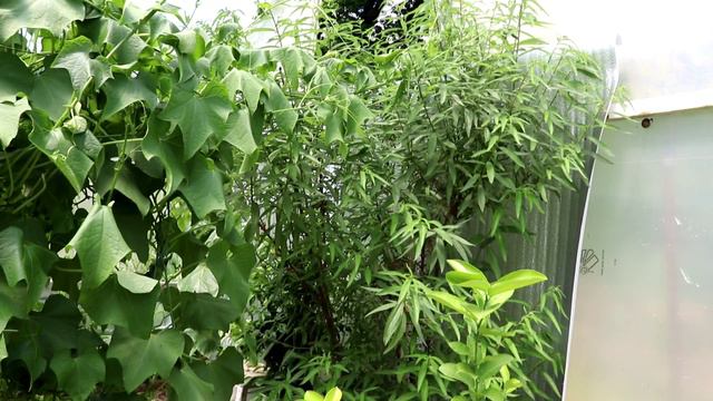 ДЕСЕРТЫ ИЗ ЗЕМЛИ - БАТАТ-ЧУДО, ЧАСТЬ 2