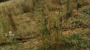 Охота на медведя на овсах