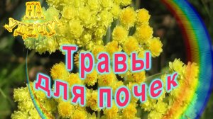 Травы для почек