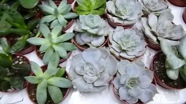 Уход за кактусами и суккулентами в зимний период. Стимулируем цветение. Денежное дерево цветет смотреть онлайн