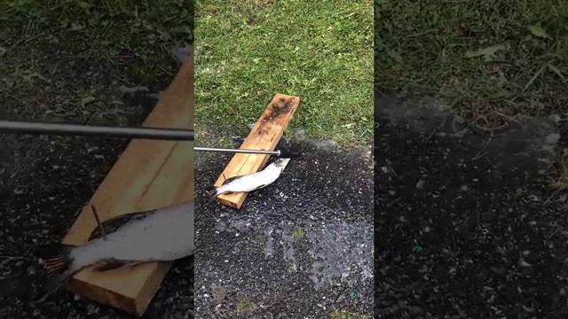 Ноу Хау по русски. Как правильно чистить щуку!