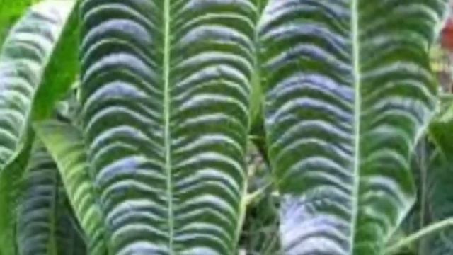 Anthurium Veitchii.