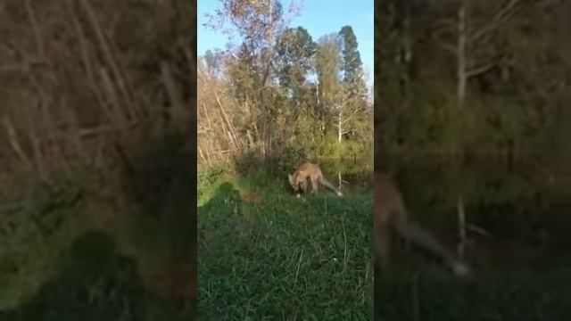 Лиса подошла так близко шок!!! РУЧНАЯ ЛИСА,ЕСТ ест с РУК ПОКОРМИЛИ ЛИСУ. смотреть онлайн
