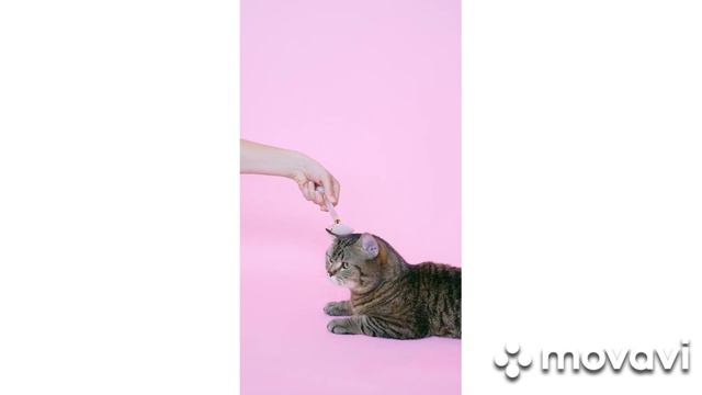 Мурлыканье милых котиков - смотри и зарабатывай смотреть онлайн