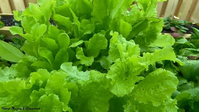 Закупаем Деревянные Заготовки | Новые Посадки в Огороде | Мой Личный Вин Дизель |Наша Жизнь в Штата смотреть онлайн