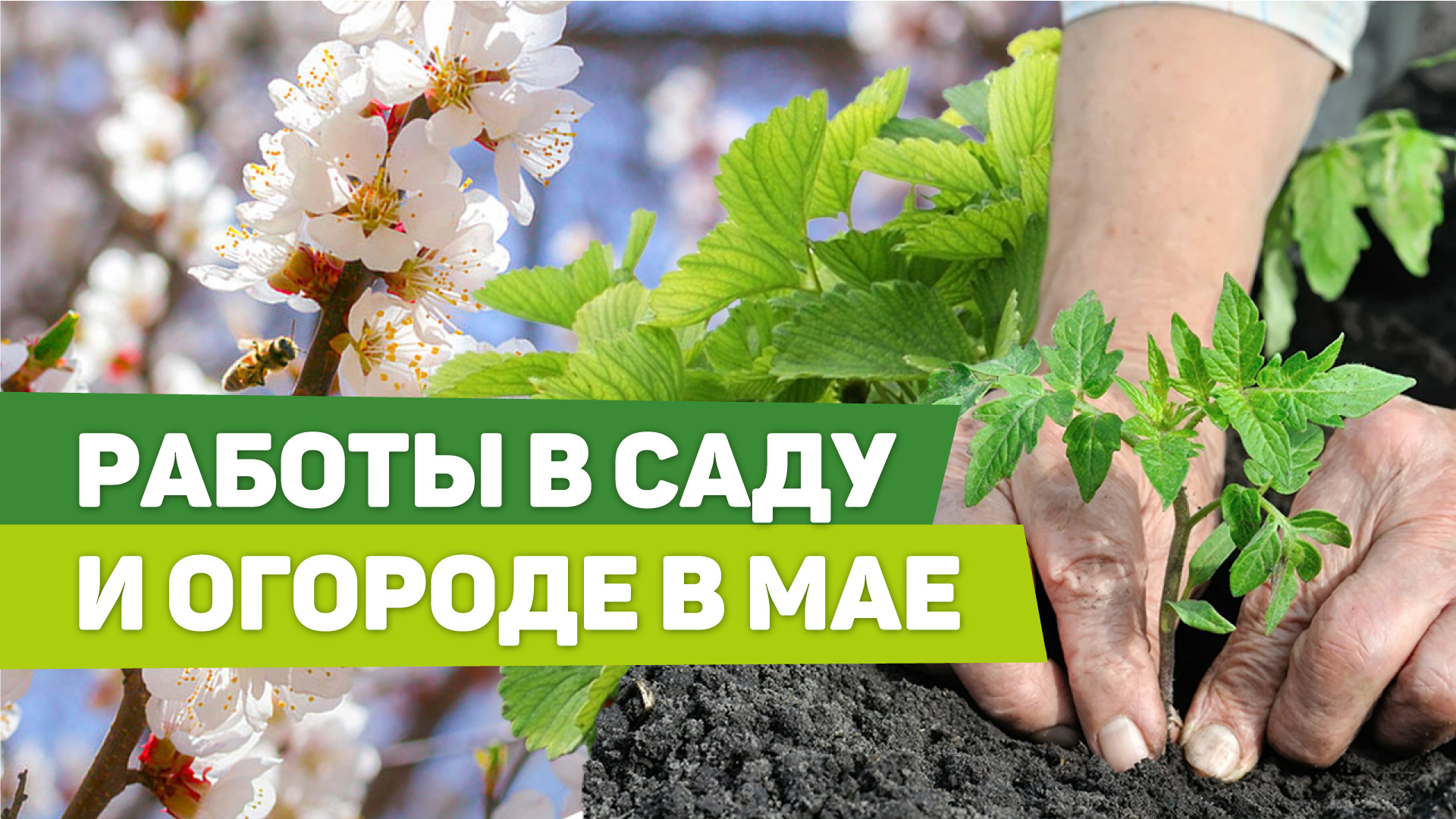 ВАЖНЫЕ МАЙСКИЕ ОПЕРАЦИИ В САДУ. Обработки, высадка рассады, посевы.mp4 смотреть онлайн