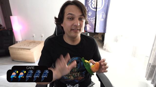 White Bellied Caique, The Best Pet Parrot? смотреть онлайн