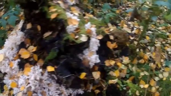 НЕСКОЛЬКО НЕОБЪЯСНИМЫХ ЯВЛЕНИЙ. ОТВЕТ НА ВОПРОСЫ.SEVERAL unexplained phenomena.