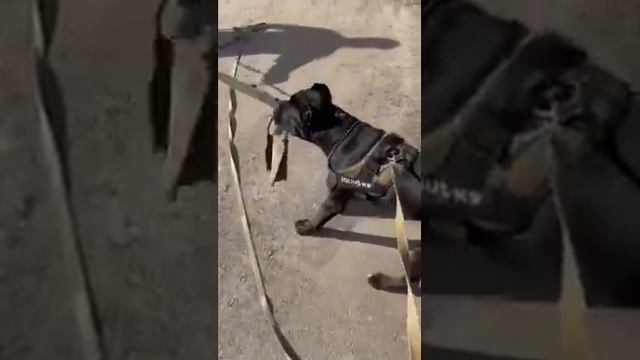 Собакум! Кане-Корсо, обучение защите (ЗКС).