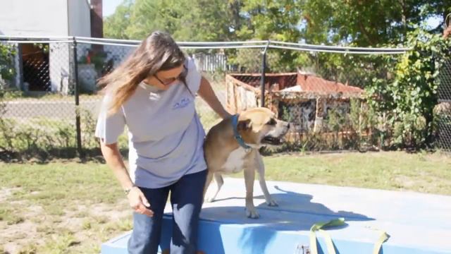 Pet of the Month: Meet This Big Lapdog LI Pulse смотреть онлайн