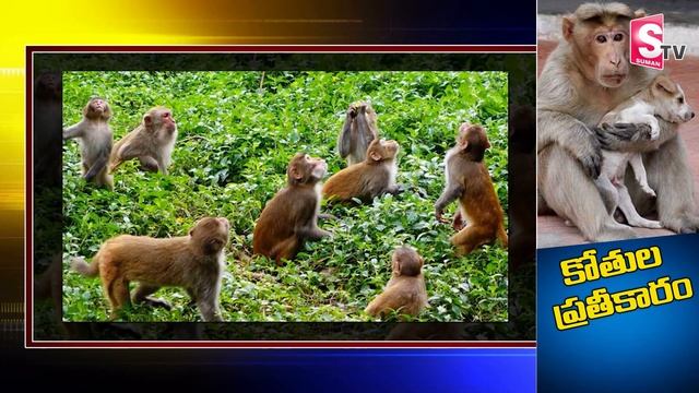 కుక్క పిల్లలపై కోతుల ప్రతీకారం... Monkey Story | Unknown Facts about Monkey | SumanTV Telugu смотреть онлайн
