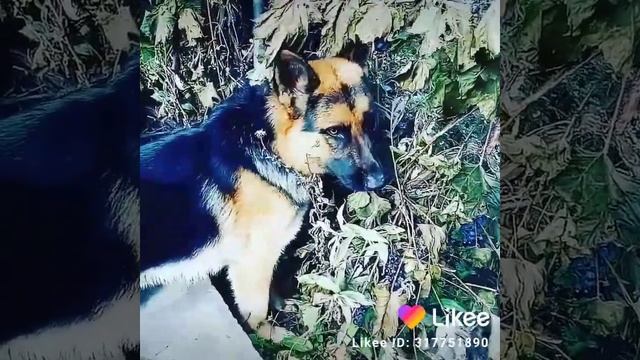 Я ем виноград!! смотреть онлайн