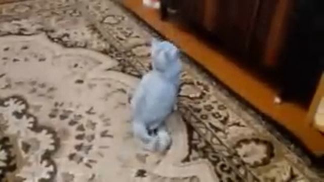 Британская кошка хочет кота - стойка по команде))) смотреть онлайн