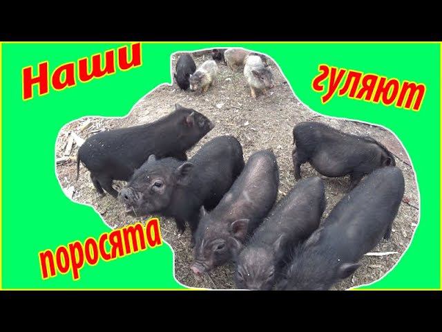Поросята гуляют в огороде Деревенская жизнь