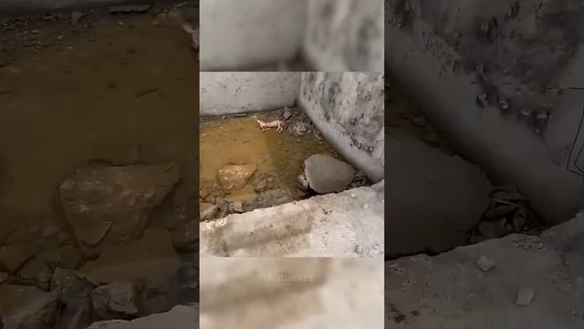 Нашли 2 бездомных котят, но помочь удалось только 1 из них 😥👀 смотреть онлайн