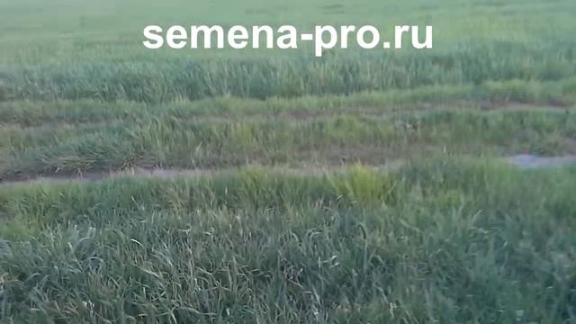 Канадская озимая пшеница в экстремальных условиях. Часть 3 смотреть онлайн