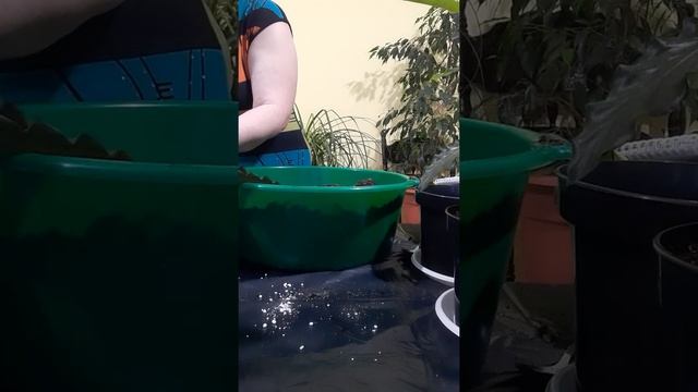 Посадка в новый грунт.Калатеи( Calathea) руфибарба,королева Мауи,Луиза,Пиктурата,триколор. смотреть онлайн