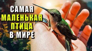 Самая маленькая птица в мире. Самая маленькая птица