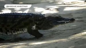 Биология 8 класс. Опора и движение животных