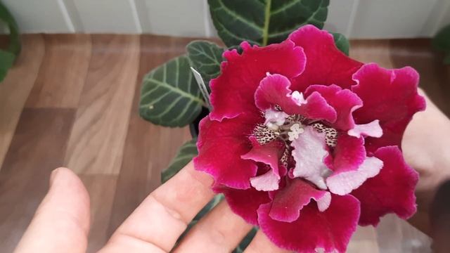 Махровые глоксинии.13.05.2023 смотреть онлайн