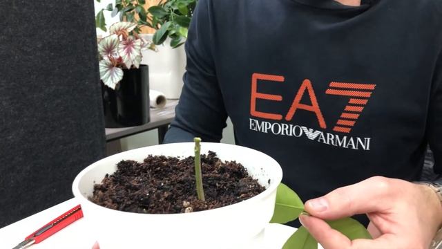 прививка лимона в расщеп смотреть онлайн