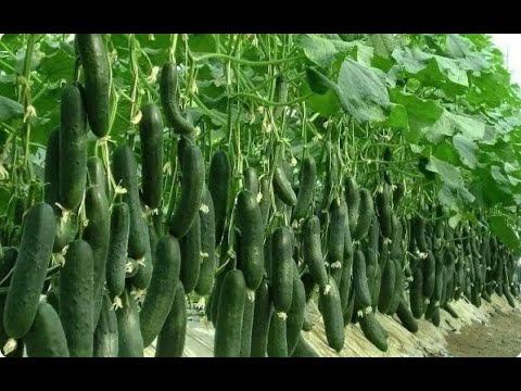 Элексир молодости растений. Продлим плодоношение огурцов до поздней осени. смотреть онлайн