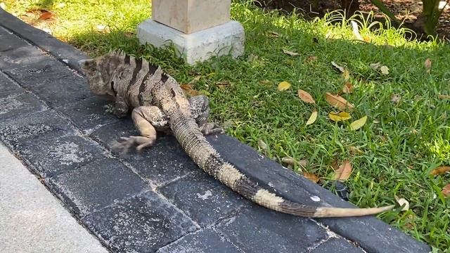 Большие ящерицы в тропическом Канкун. смотреть онлайн