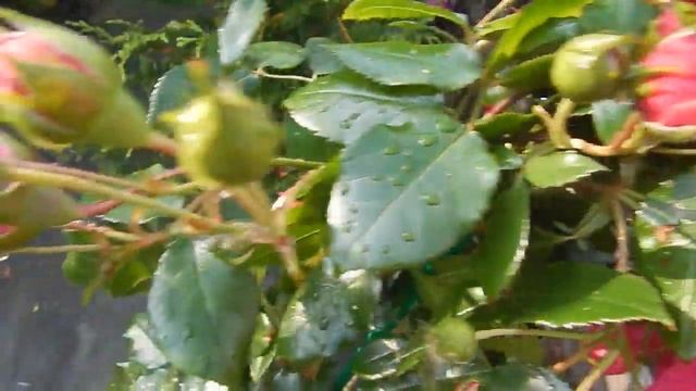 Моя роза плетистая Лагуна-первогодка 24.08.19 смотреть онлайн