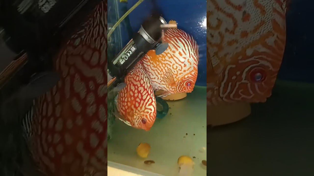Молодая пара на продажу. Было 2 нереста. #discus #aquarium #аквариум #аквариумныерыбки смотреть онлайн
