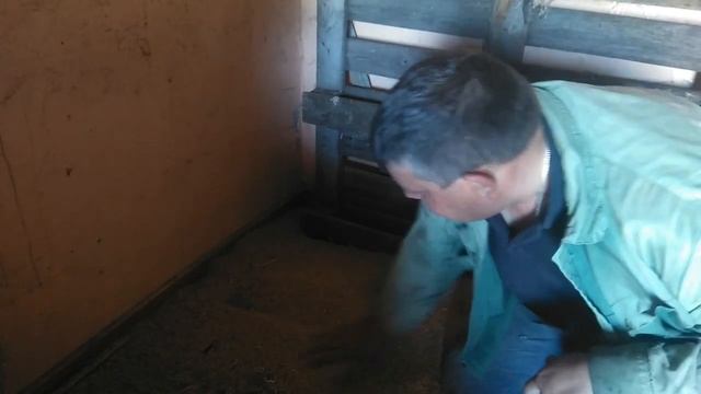 Яв шоке!!! Мыши зимой славно потрудились! смотреть онлайн