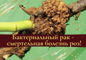 Бактериальный рак - смертельная болезнь роз.