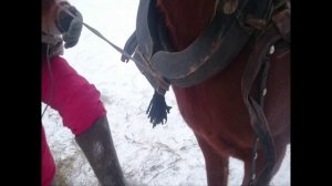 Секреты запряжки лошади в русскую упряжь.