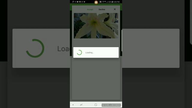 How to identify amaryllis or Hippeastrum evansiae with PlantSnap смотреть онлайн