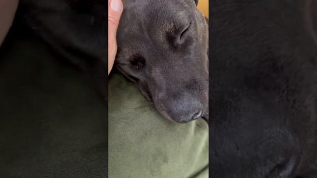 Девочка Алма ❤️?? смотреть онлайн