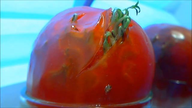 Семена помидора проросли в плоде смотреть онлайн