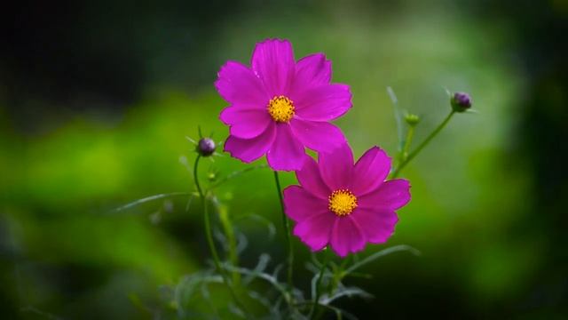 ХРИСТИАНСКОЕ ПОЗДРАВЛЕНИЕ С ДНЁМ РОЖДЕНИЯ смотреть онлайн