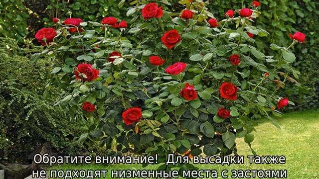 Роза Алан Сушон смотреть онлайн