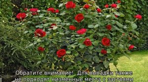 Роза Алан Сушон