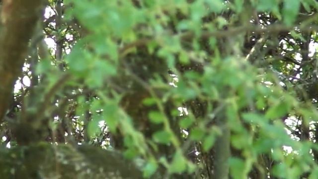 TEST VIDEO [480PT HQ] - Videocamera sony dcr-sr90 смотреть онлайн