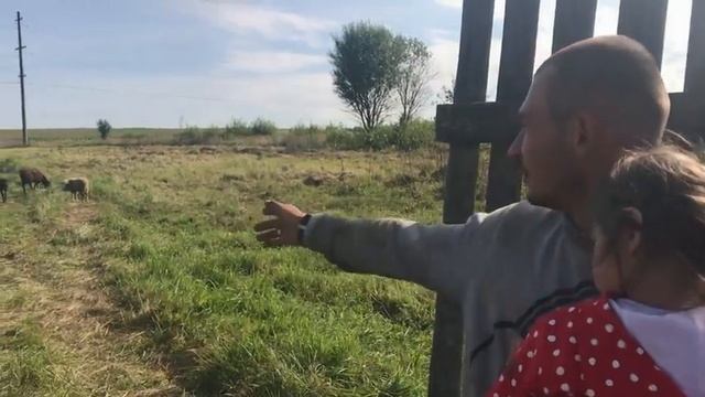 Боимся остаться голодными.Купили овец.Котные матки.Ярочки.Прибавление в отаре.Убираю сено в болоте. смотреть онлайн