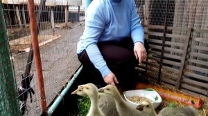 Как быстро поднять гусят. Пропойка и кормление.