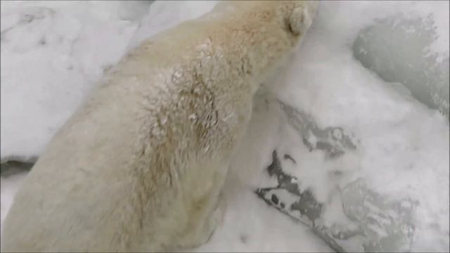 Мишки проснулись 23.12.2020