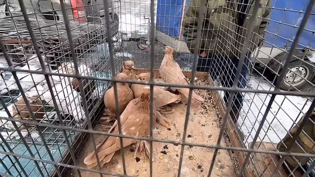 ГОЛУБИ,ЦЕНЫ НОЯБРЬ 2022г. смотреть онлайн