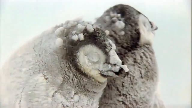 #67 Подборка видео с животными / #67 Best animals video compilation смотреть онлайн