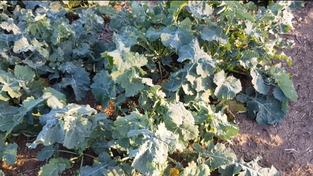 Выращивание оз.рапса. No-till 10.11.2018. Состояние посевов , продолжение смотреть онлайн