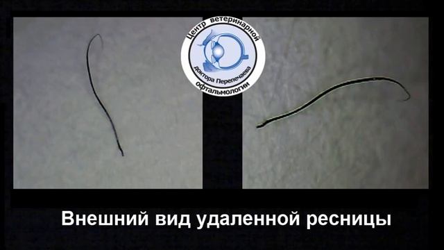 Гриффон. Удаление крупной эктопической ресницы у гриффона. смотреть онлайн