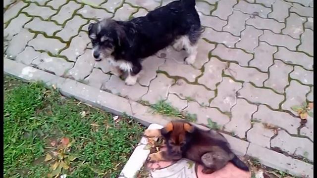 Ralph & his older friend Migros (Ральф и Мигрос) смотреть онлайн